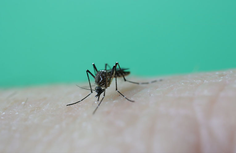 Mosquito numbers set to soar after long rains