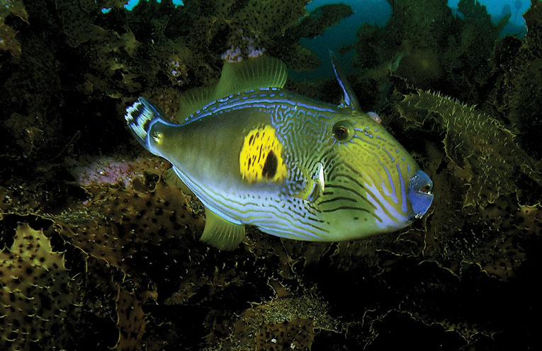 Stinker’s Fishin’: Give the Leatherjacket a go