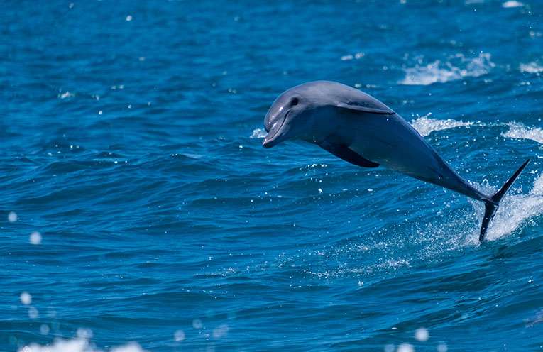 Dolphin census day invites community participation