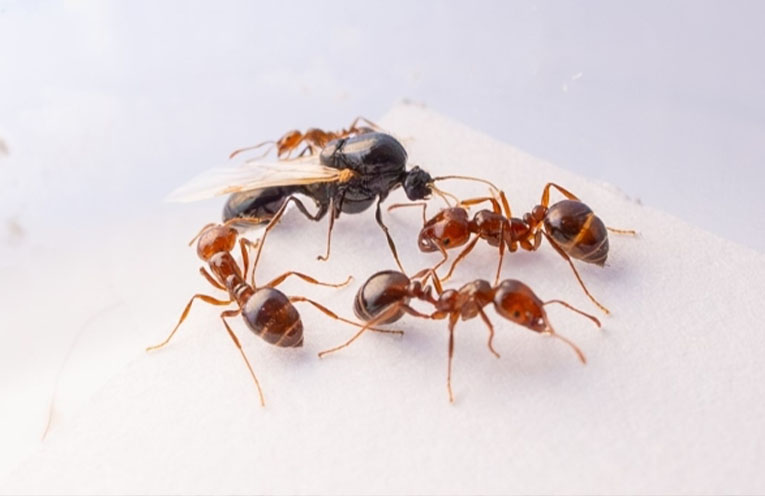 Fire ants discovered in Tweed Heads