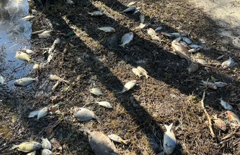 Unprecedented fish deaths likely a ‘natural phenomenon’