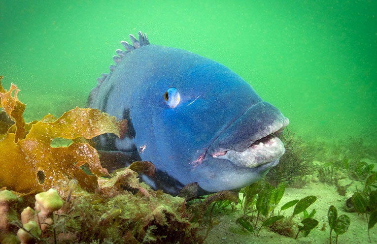 EXPLAINER – The Eastern Blue Groper: A NSW coastal icon