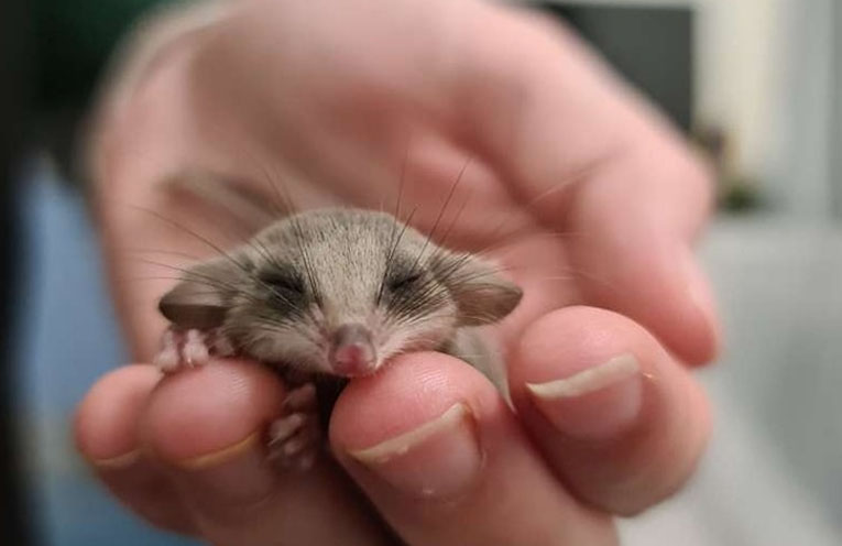 No creature too great or small for WINC