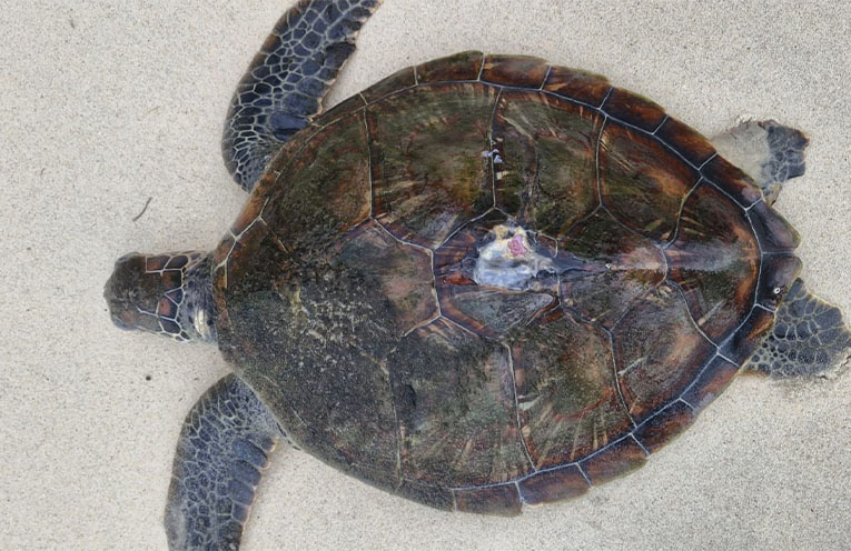 Sea turtles washing up on Port Stephens beaches