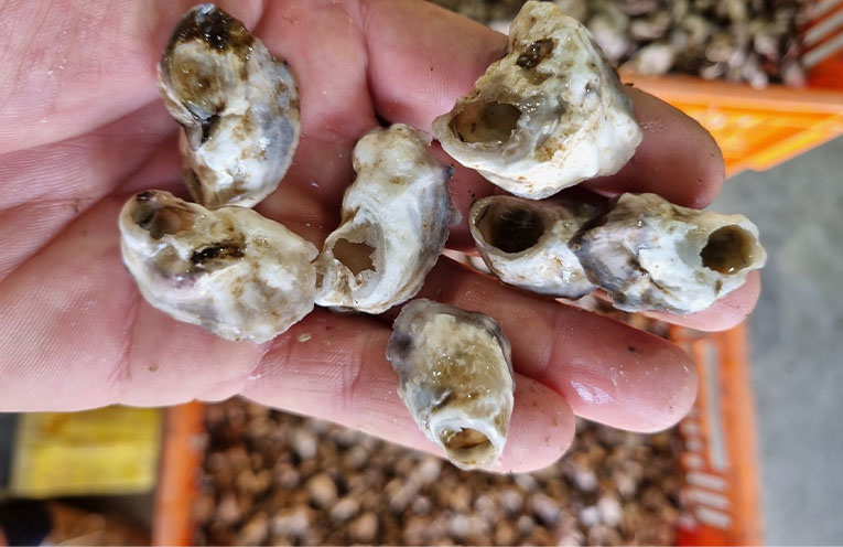 Oyster farmers report stock losses worth over $4 million after mass mortality event