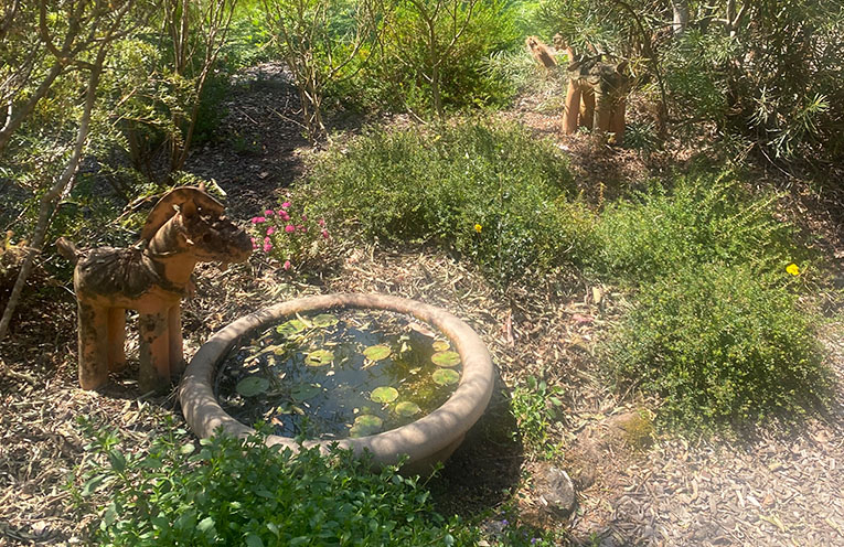Nature at the doorstep: how to bring biodiversity to your yard