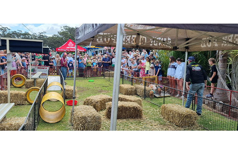 The custom racecourse was set up, with gaggles of punters cheering on the little porkers. Photo: Thomas O’Keefe
