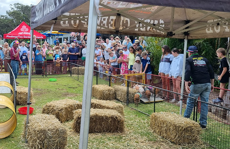 New recruits and pig races