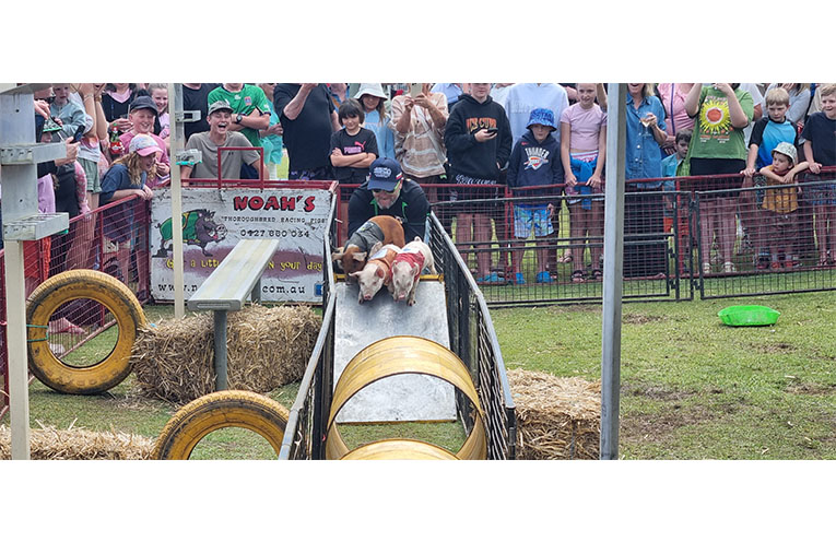 The ‘ham-alanche’ occurred when the porkers finally made it over the last ramp with a little help. Photo: Thomas O’Keefe