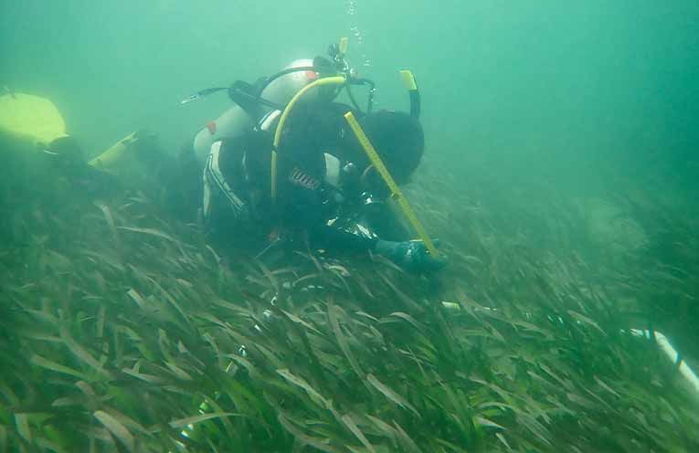 Citizen scientists called on to spot underwater flowers