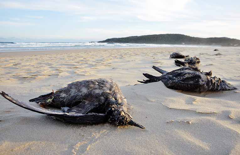 The ecological disaster threatening Australian seabirds