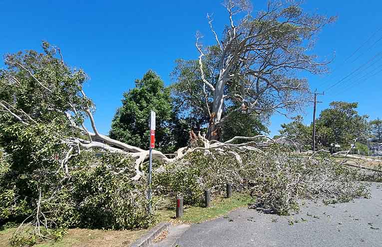 Massive fig tree falls on Tea Gardens’ main road