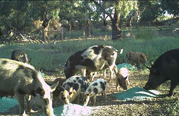 Free grain and bait on offer in statewide offensive on feral pigs