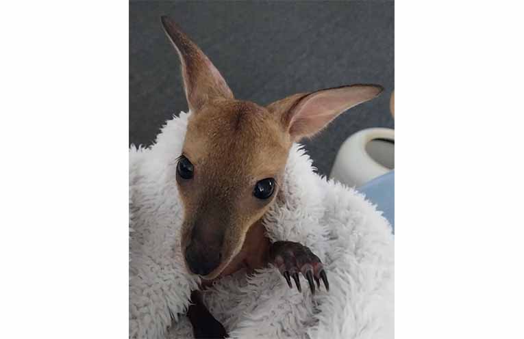 A baby redneck wallaby joey rescued by WINC in June. Photo: WINC.