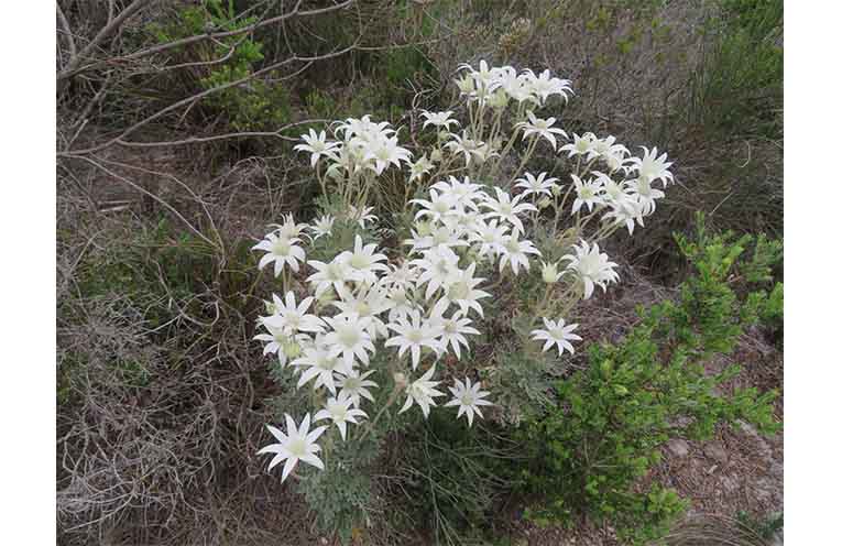 Flannel Flowers along the track at Fingal Head. Photo: Bea.