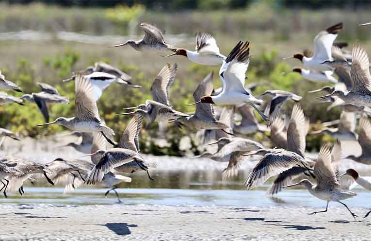 Protecting internationally significant wetlands for shorebirds and communities