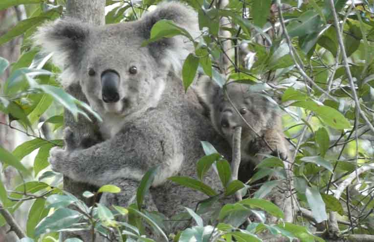 NSW Government completes first statewide koala survey