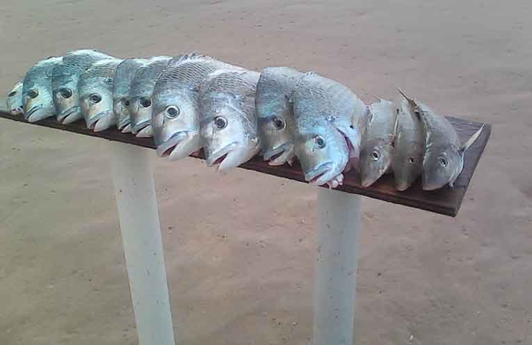 Stinker’s Fishin’: Beach Bream