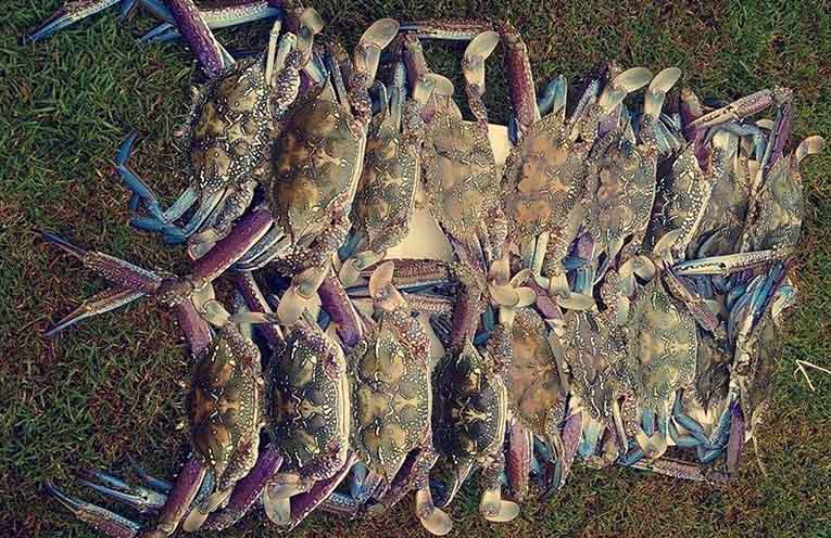 Stinker’s Christmas fishing guide