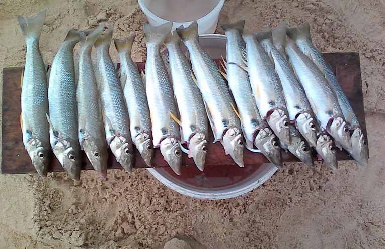 Stinker’s Fishin’: Hit the beaches