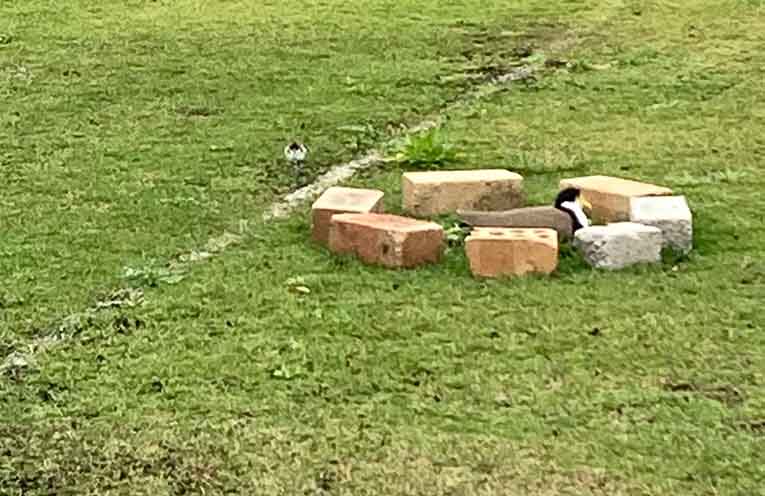 Myall Park Croquet Club celebrates another big year