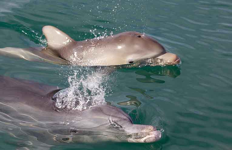Study shows being social slows ageing in dolphins