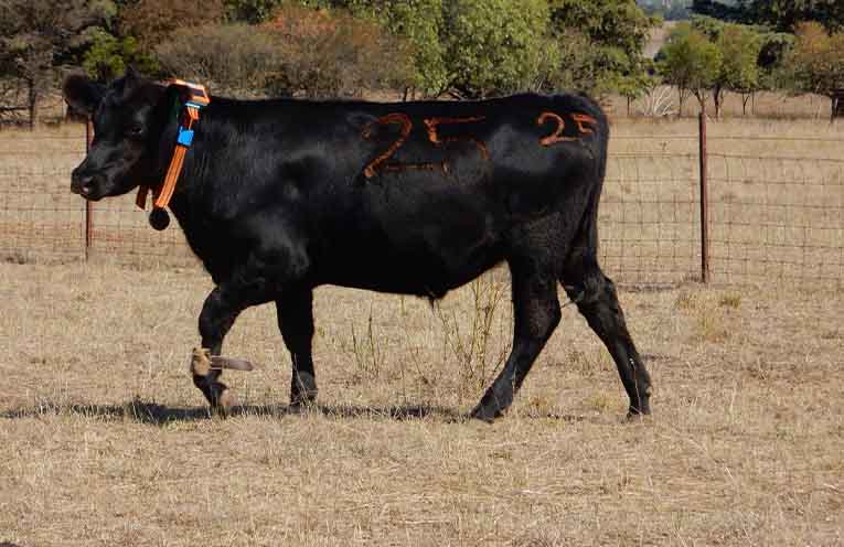 Strict welfare guidelines as government legalises virtual stock fencing
