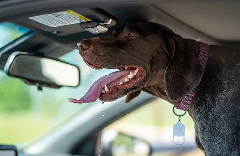 Government flags tougher penalties for animal cruelty including jail time for leaving dogs in hot cars