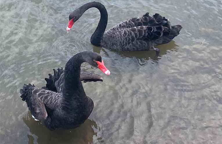 Stinker’s Fishin’: Swans – a major problem (OPINION)