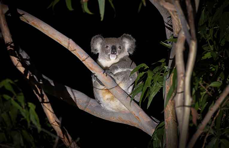 Australian Wildlife Conservancy calls for Stroud landholders to join new Conservation Precinct