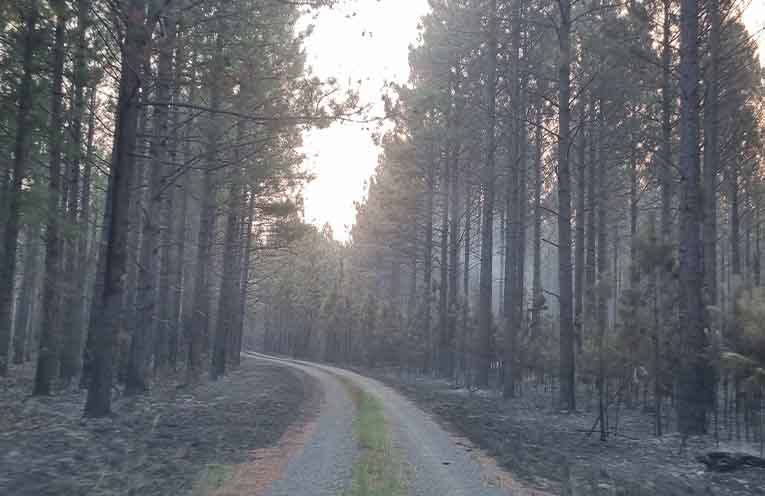 Tea Gardens-Hawks Nest drinking water supply saved from bushfire damage