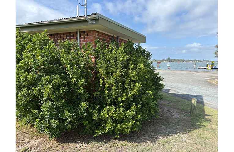 The Moira Parade toilet block before the Progress Association gardeners hit it. Photo: HNTGPA.