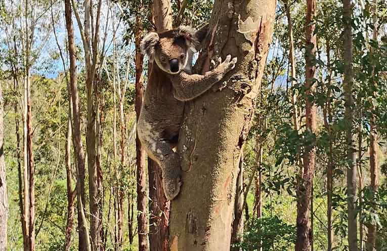 ‘Drake’ released back into the wild after research program