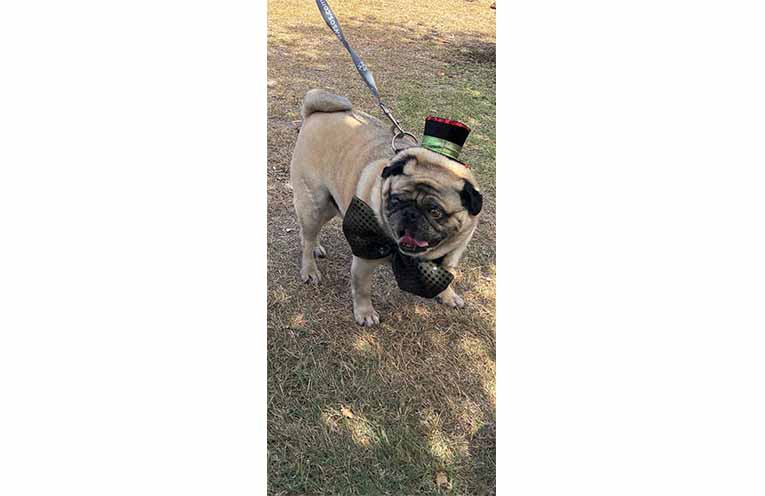Lord Desmond I, winner of Best in Show 2026. Photo: GreenPaws.