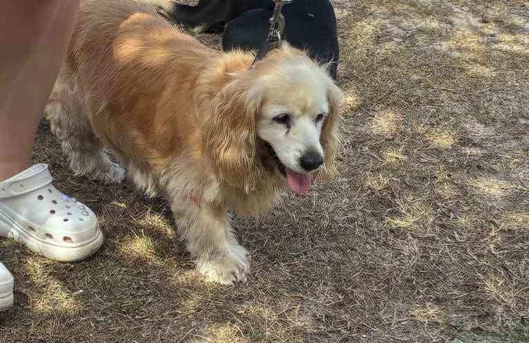 Little Miss Doris, 17-year-old winner of the Teddy and Sharon GreenPaws Favourite prize. Photo: GreenPaws.
