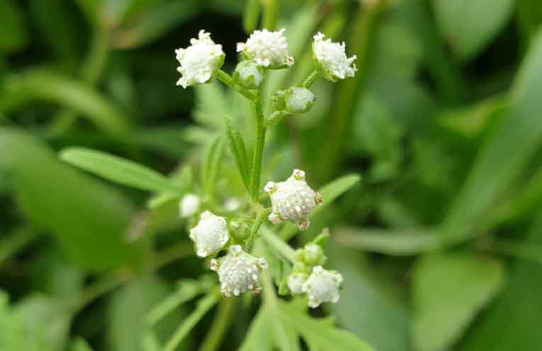 Weed action program gets an update