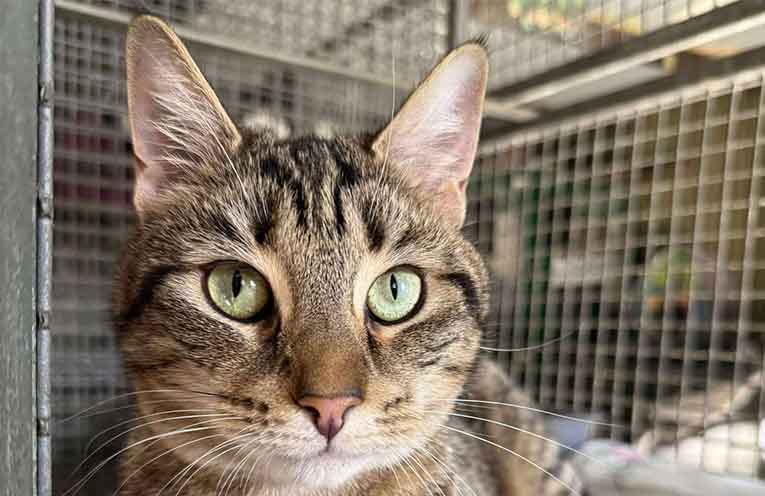 Funding for animal rehoming organisations in the Hunter