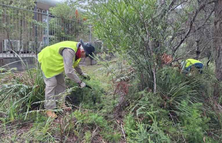Before the Bitou Busters: Volunteer Adrienne Ingram helped remove invasive asparagus fern beside Peter Sinclair Gardens.