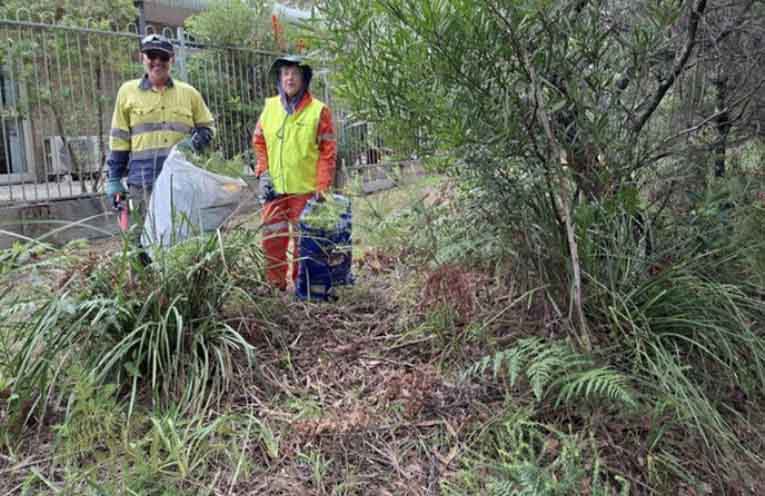 Bitou Busters volunteers Trish and Brian show what a morning of work can achieve.