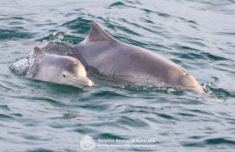 Volunteer for the first statewide Dolphin Census