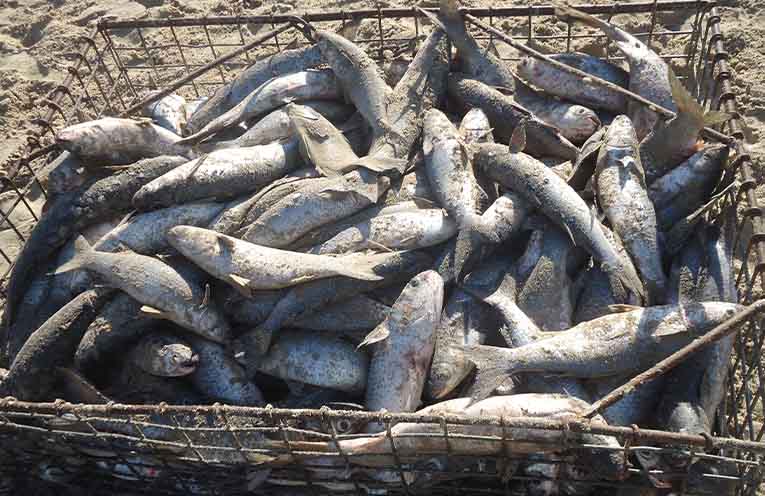 Stinker’s Fishin’: Here they come!