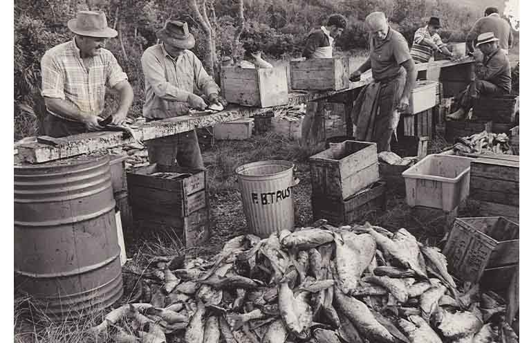 Commercial fishermen prepare mullet bait for the coming lobster season.