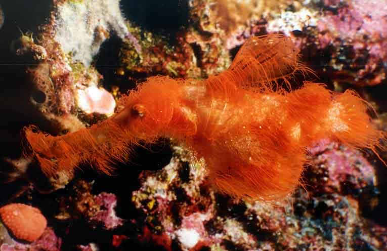 Port Stephens scientist solves 25-year mystery and names species after Sesame Street favourite