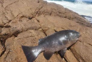 Best spots to land rock blackfish in Port Stephens