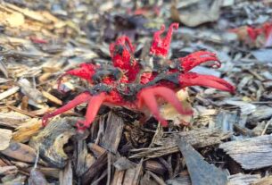 Citizen scientists photograph and catalogue fungi