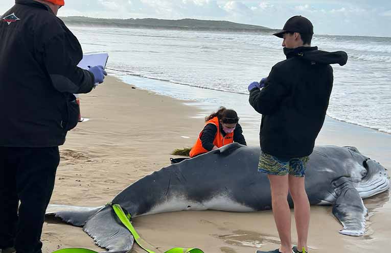 The baby humpback may have become stranded for a variety of reasons, a whale expert says. Photos: The Organisation for the Rescue and Research of Cetaceans in Australia.