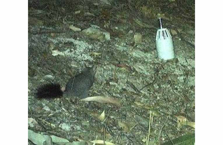 A sensor camera captured an elusive phascogale as it moved across the area. Photo: Supplied.