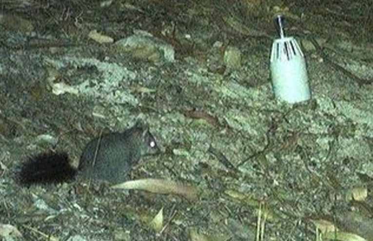 With their identifying bushy bottle-brush tail and heart-shaped ears, paired with big, dark eyes, the phascogale are perfectly adapted for their nocturnal, tree-dwelling lifestyle. Photo: Supplied.