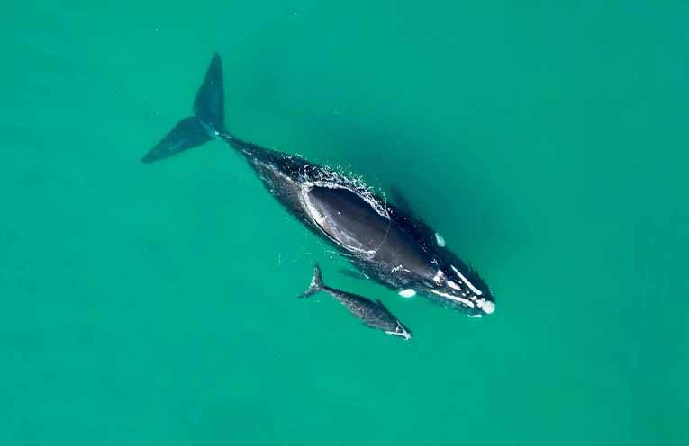 Special order issued for vessels and swimmers near Southern Right whales