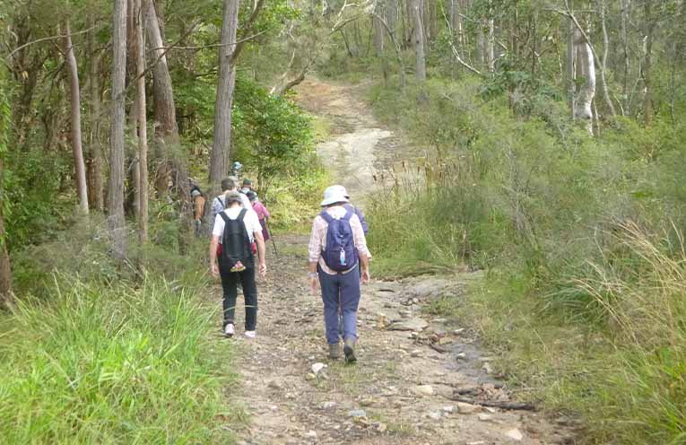 Shearwater’s hidden tracks. Photo: Robyn.